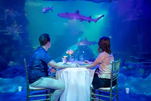Dinner 5