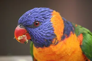 WLS Lorikeet