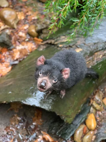 Tassie Devil2