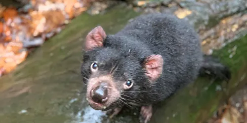 Tassie Devil2