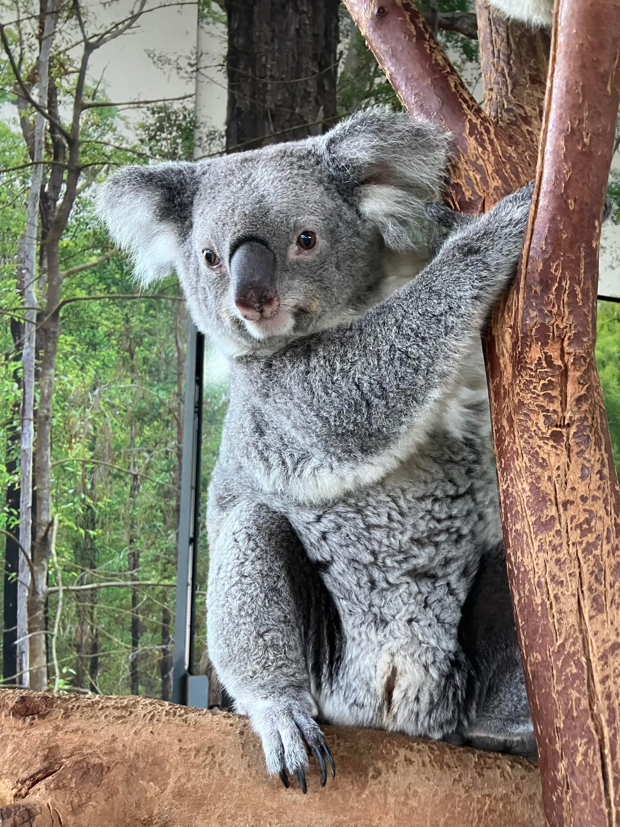 Meet Nutsy the Koala Joey at WILD LIFE Sydney Zoo