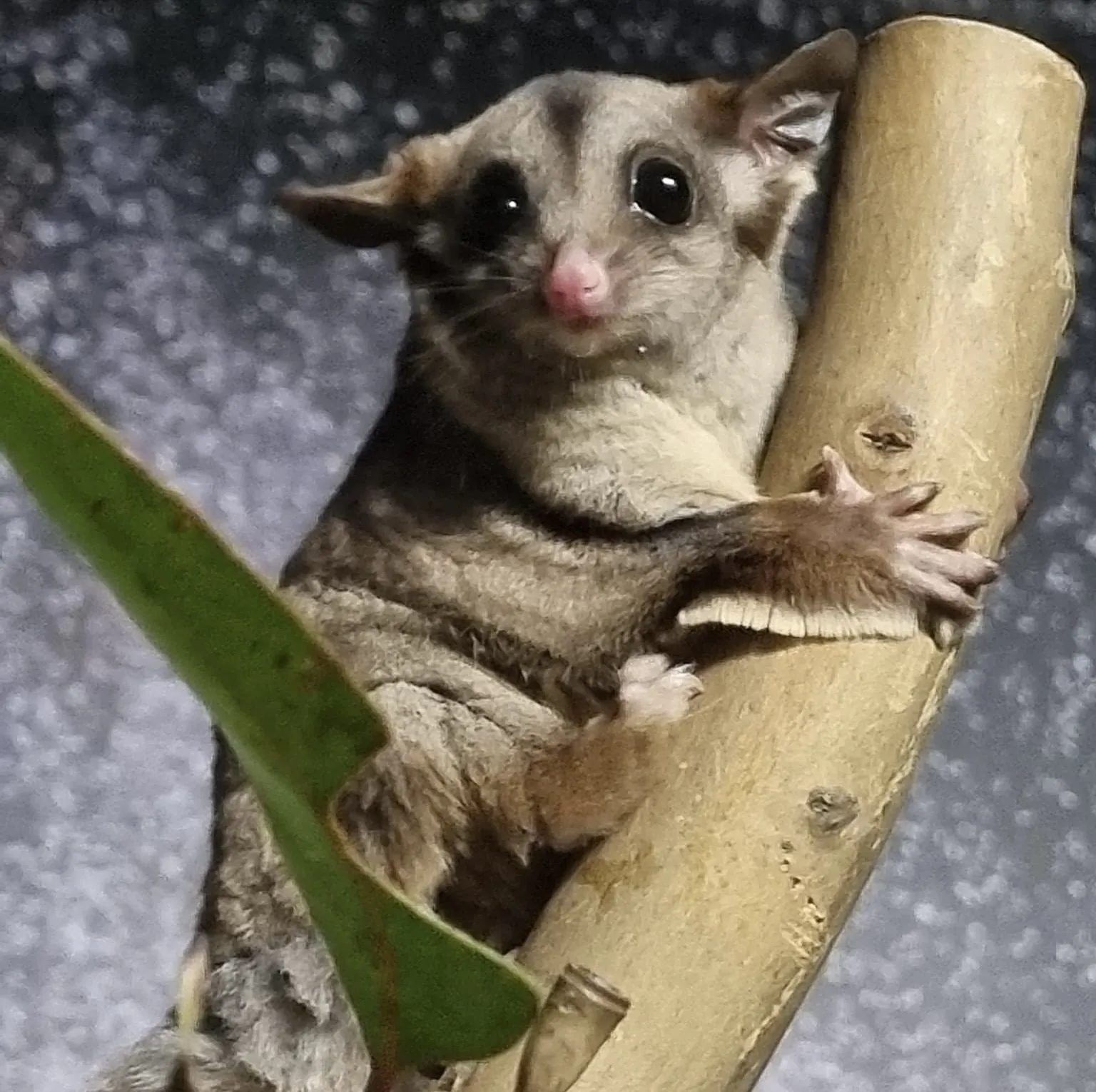 Sugar Gliders WeighIn WILD LIFE Sydney Zoo