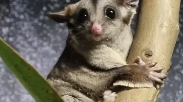 WL Sugar Glider Marmalade