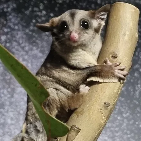 WL Sugar Glider Marmalade