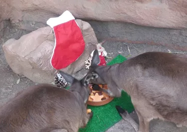 WLS Christmas Kangaroos 3