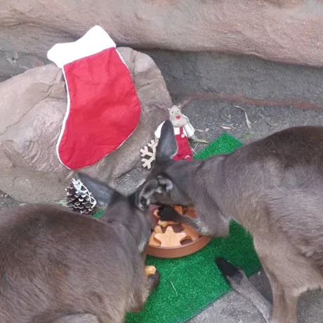 WLS Christmas Kangaroos 3