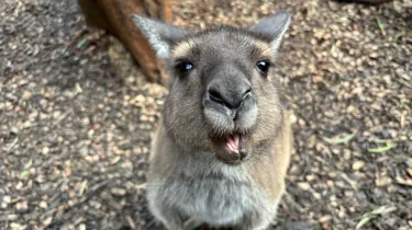 Kangaroo tongue out