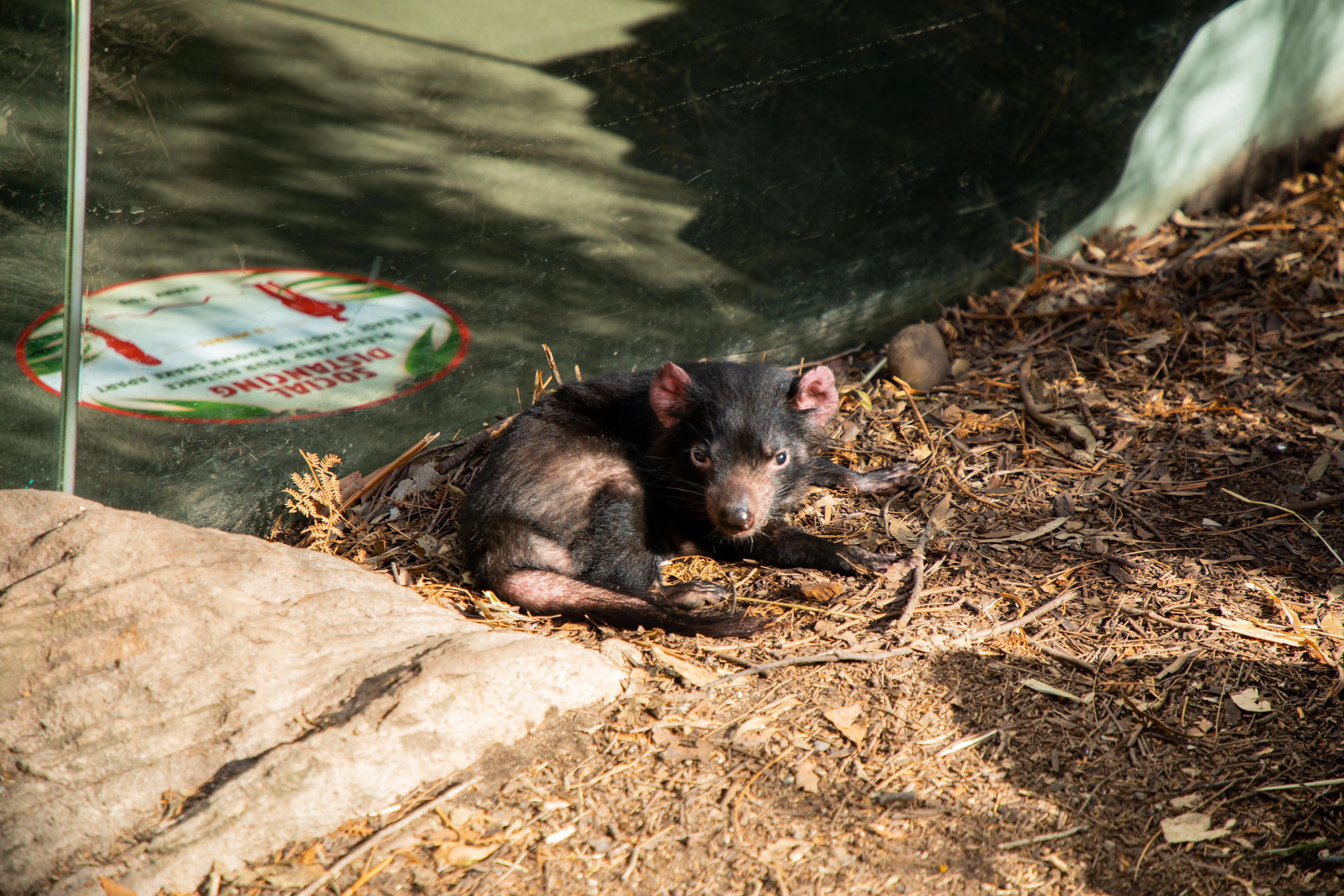 Dharra The Tasmanian Devil 4