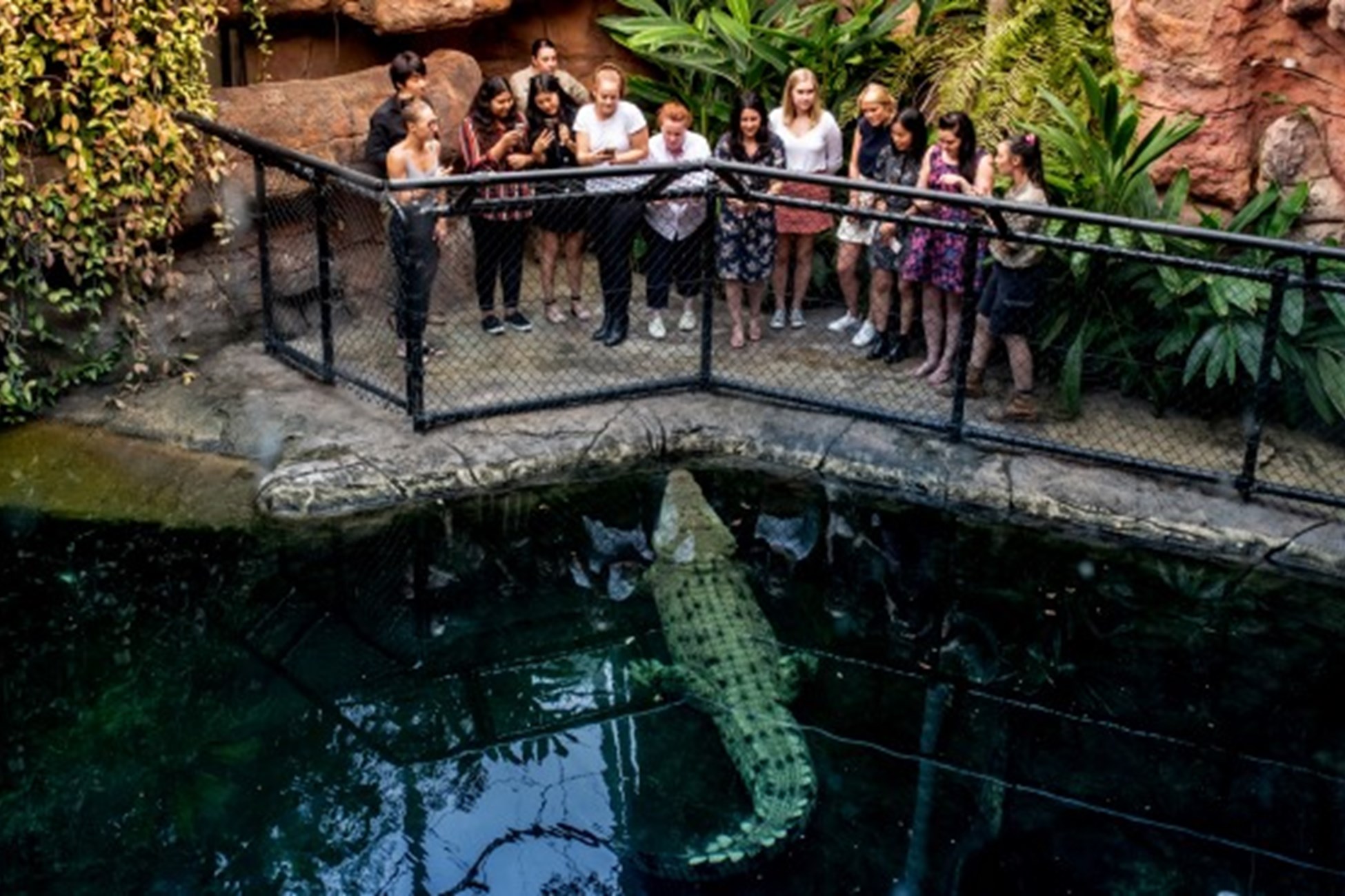 wild life sydney zoo tours