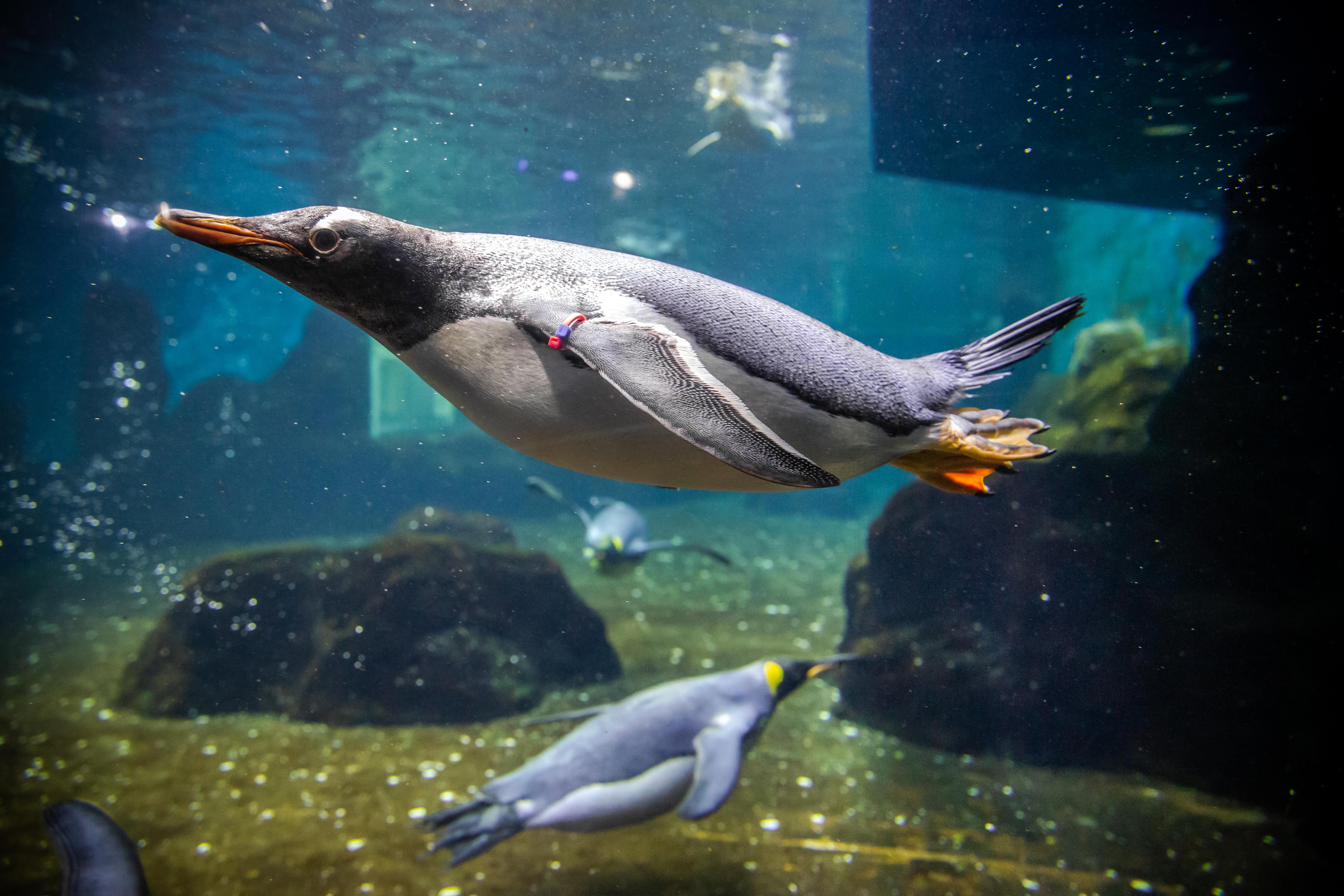 Gentoo Tail Feathers In Pool (2)