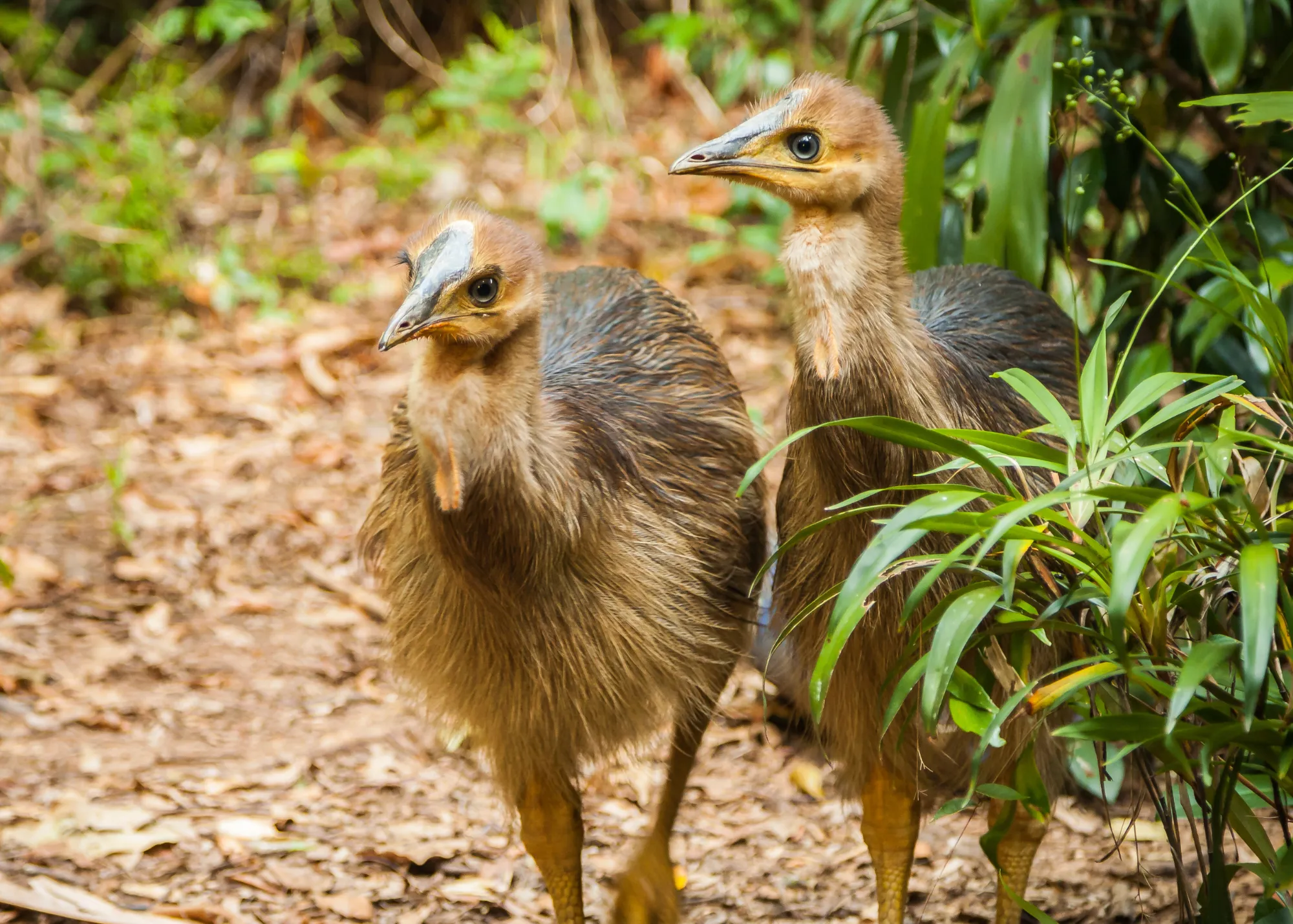 Southern Cassowary Baby Chicksat WILD LIFE Sydney Zoo 01