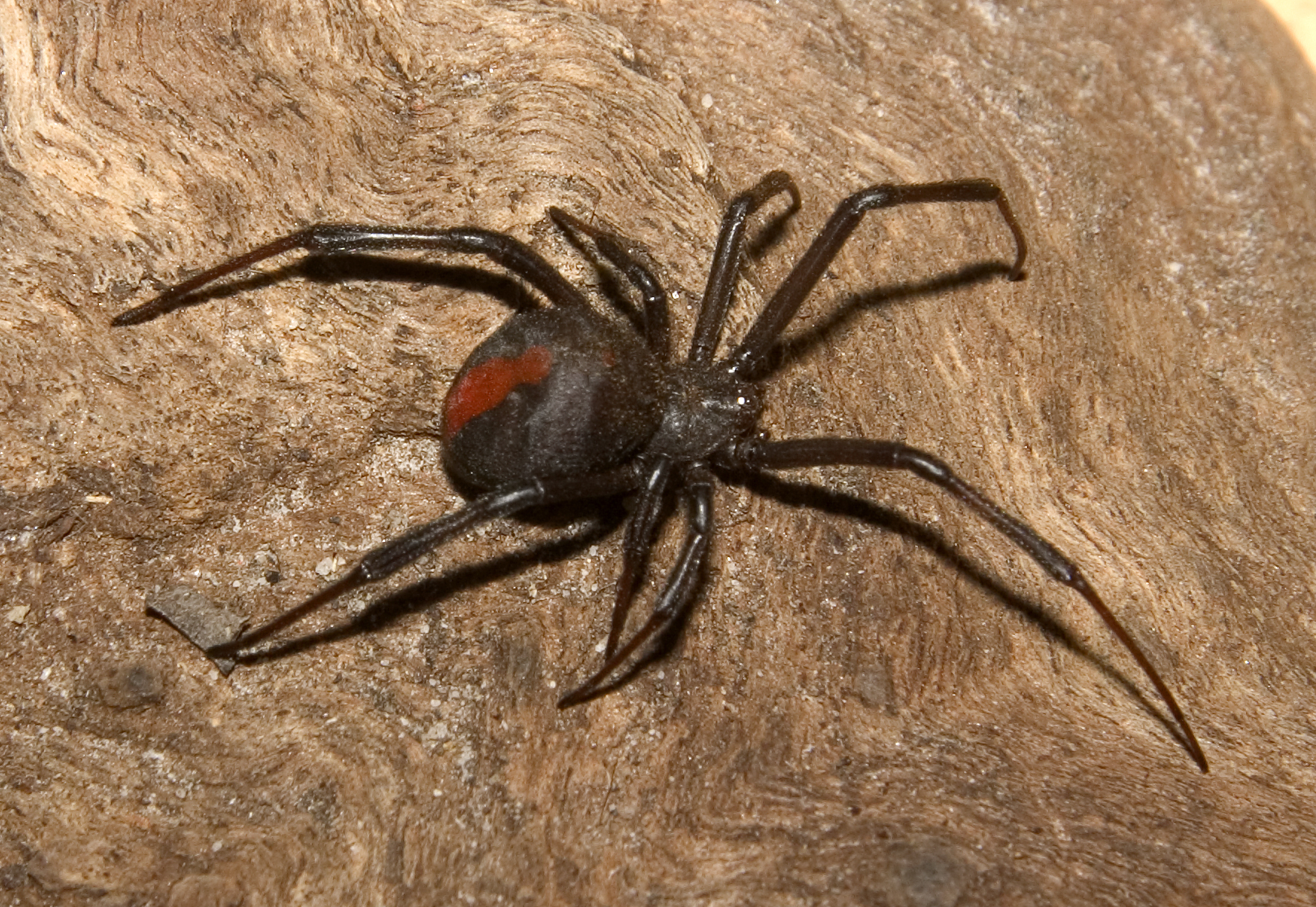 How Do Spiders Catch Their Prey?