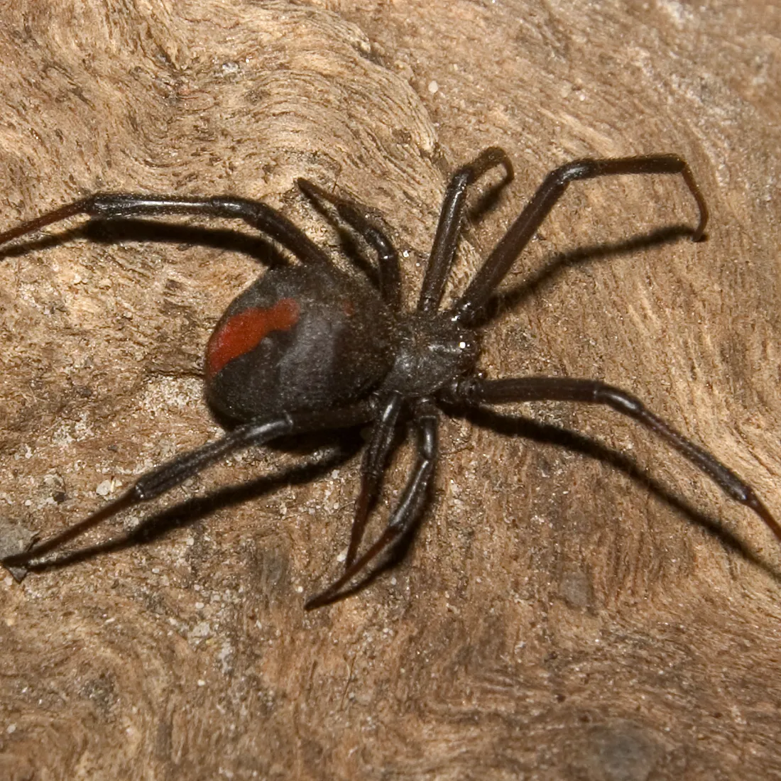 Spiders | WILD LIFE Sydney Zoo