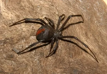 Redback Spider