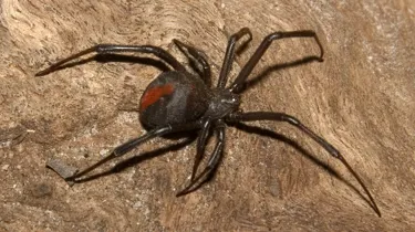 Redback Spider