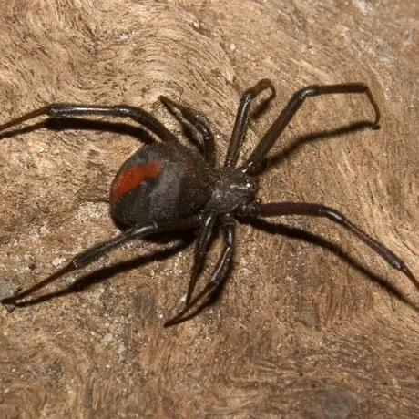 Redback Spider