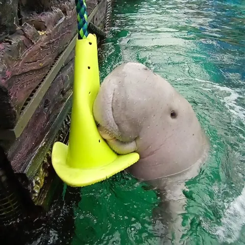 Pig The Dugong in the water at SEA LIFE Sydney