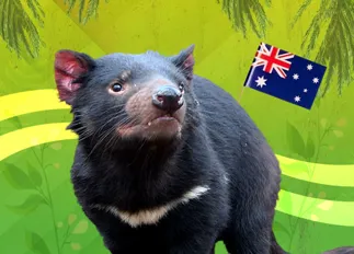 WLS Animal Heroes Fatrect 630X390px