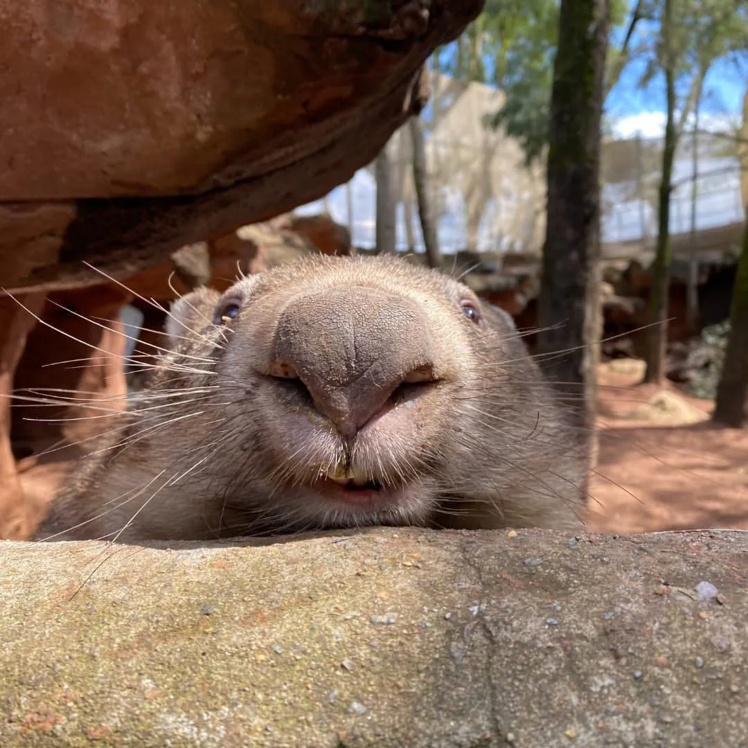 Ringo Bare Nose Wombat WILD LIFE Sydney Zoo