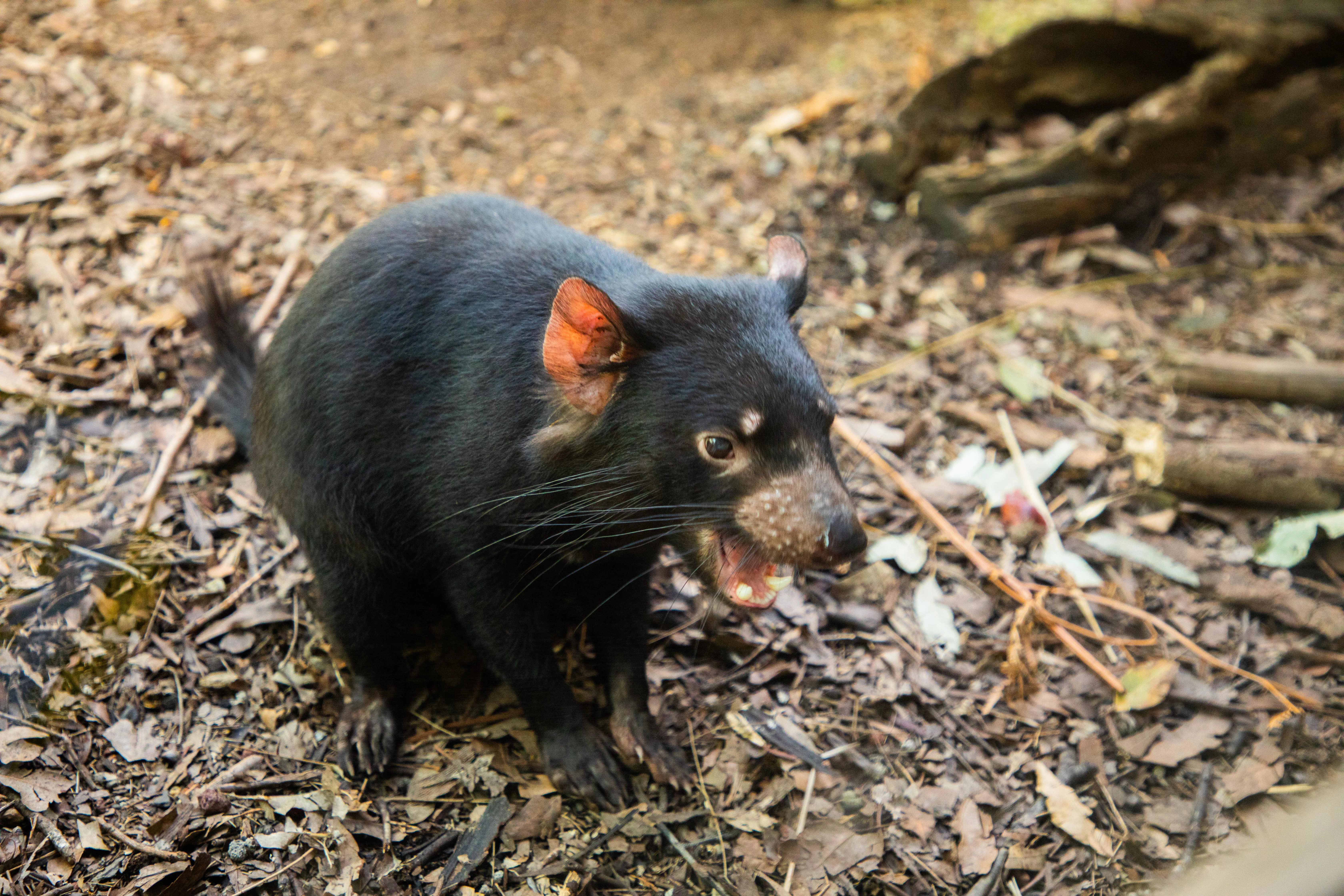 Dharra The Tasmanian Devil 9