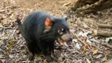 Dharra The Tasmanian Devil 9