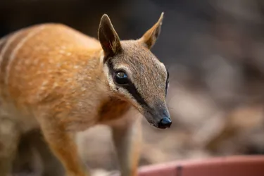 WLS Frankie The Numbat IMG 9866Benholgate