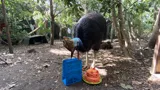 WL Cassowary Looking At Birthday Bag