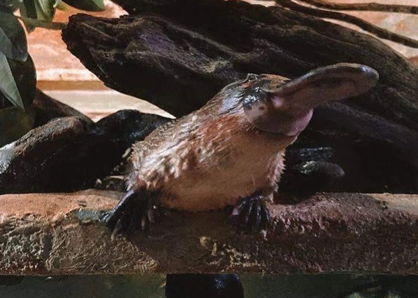 Aussie Big Five Platypus (2)