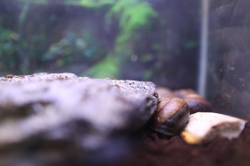Giant Rainnforest Snail