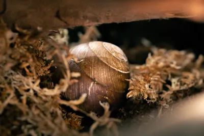 GRSnail