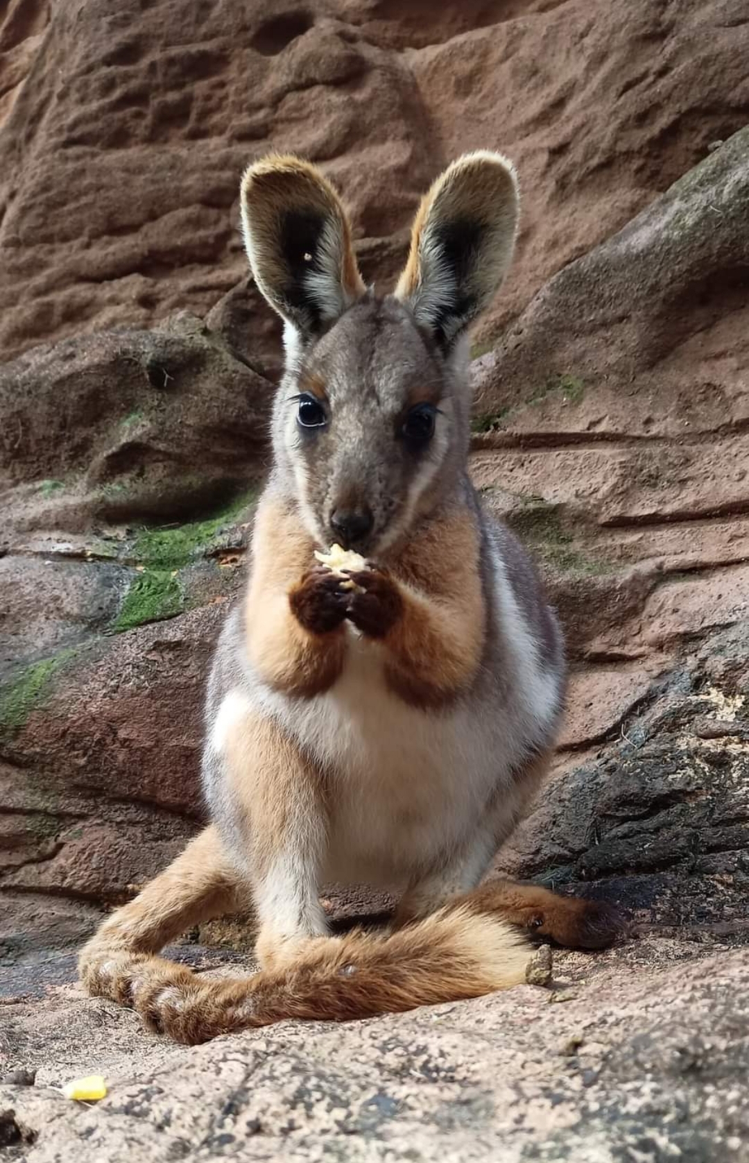 Yellow-footed Rock Wallaby 