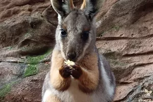 Yellow-footed Rock Wallaby 