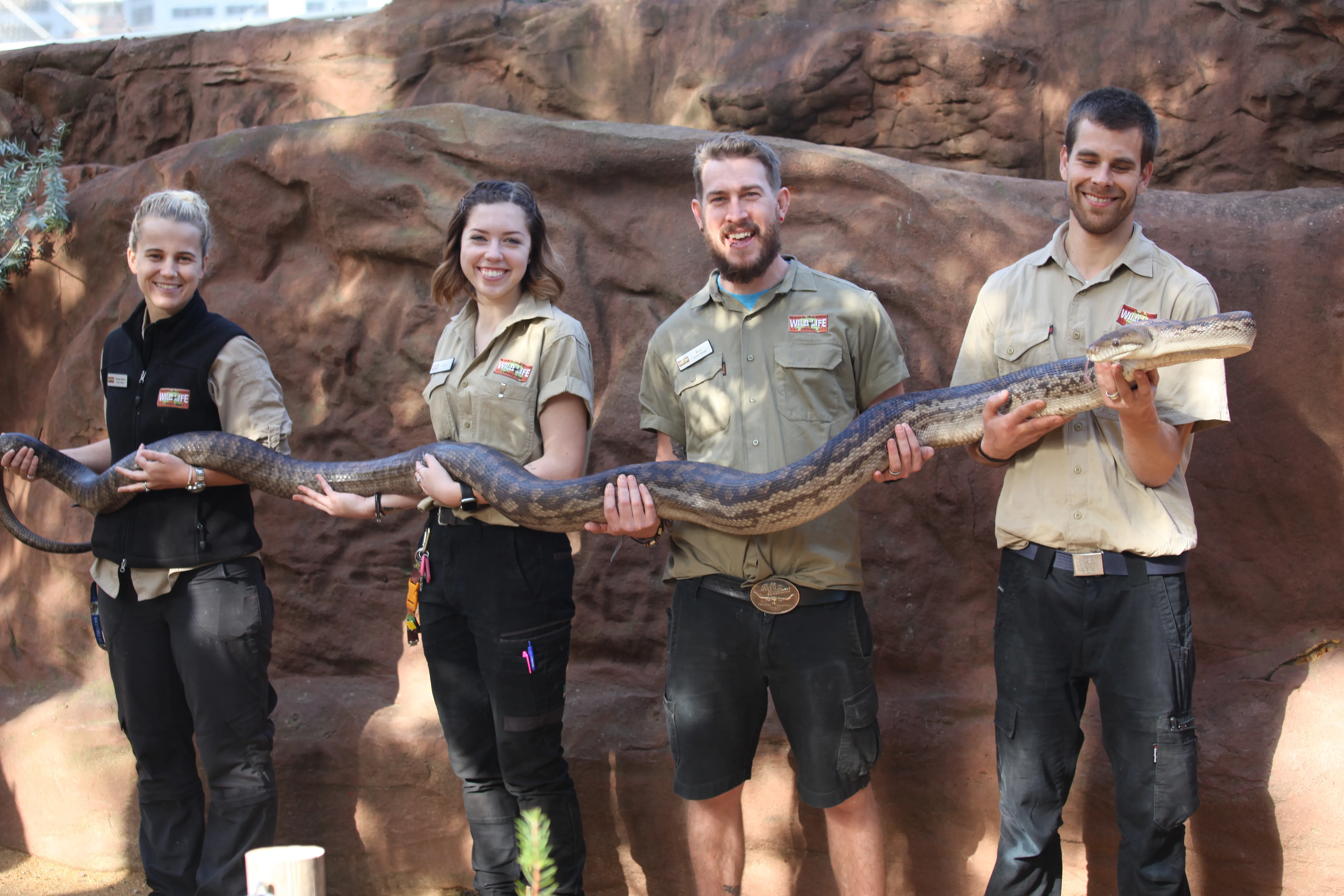 Zoo keeper with Scrub python - the largest Python species in Australia - WILD LIFE Sydney Zoo