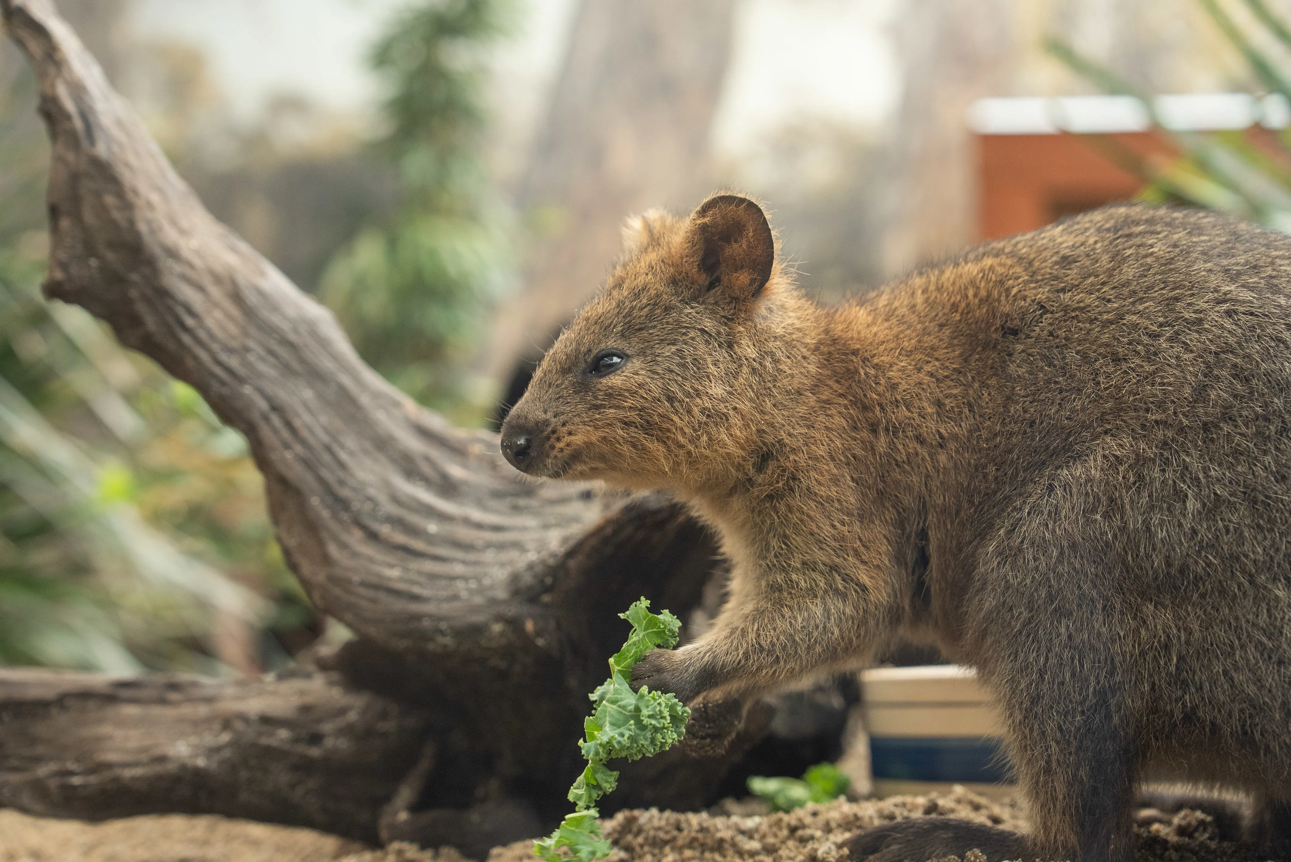 RJ The Quokka WILD LIFE Sydney Zoo 32