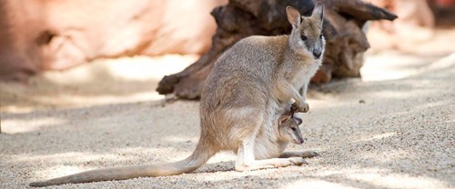 Agile Wallaby With Joey At Wild Life Sydney Opt