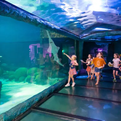 Sawfish Spotted In 360 Glass Tunnel At Sea Life Sydney Aquarium