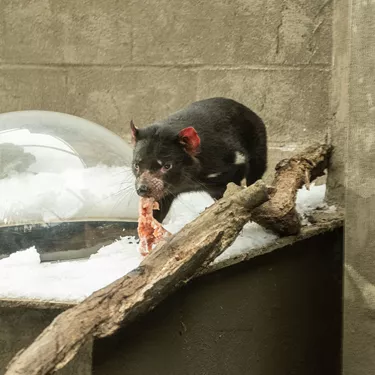 Tasmanian Devils 2 WILD LIFE Sydney Zoo Welcomes Winter