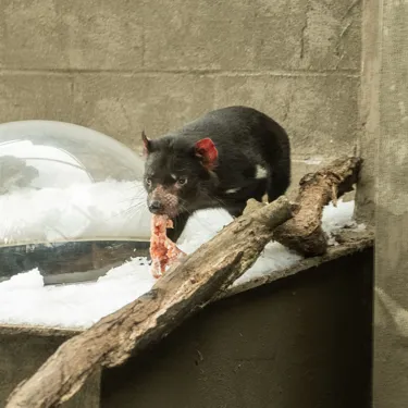 Tasmanian Devils 2 WILD LIFE Sydney Zoo Welcomes Winter