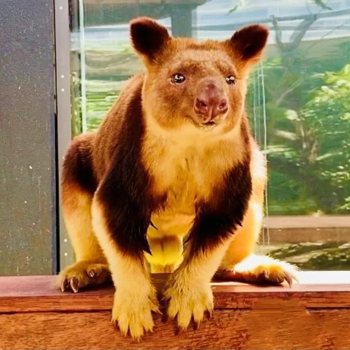 Goodfellow's Tree Kangaroo | WILD LIFE Sydney Zoo