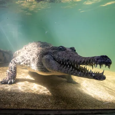 Freshcrocs 9489 Benholgate