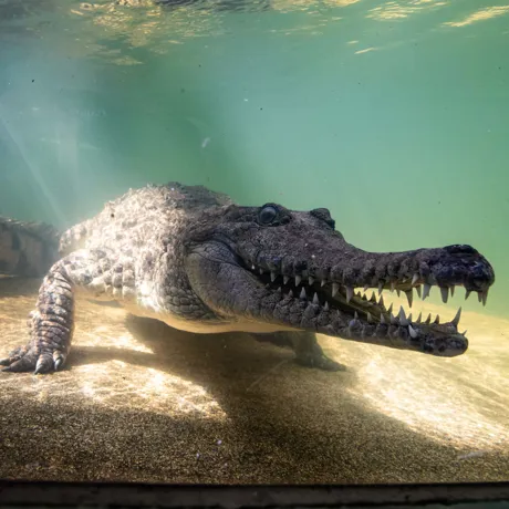 Freshcrocs 9489 Benholgate