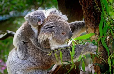 Koala 16