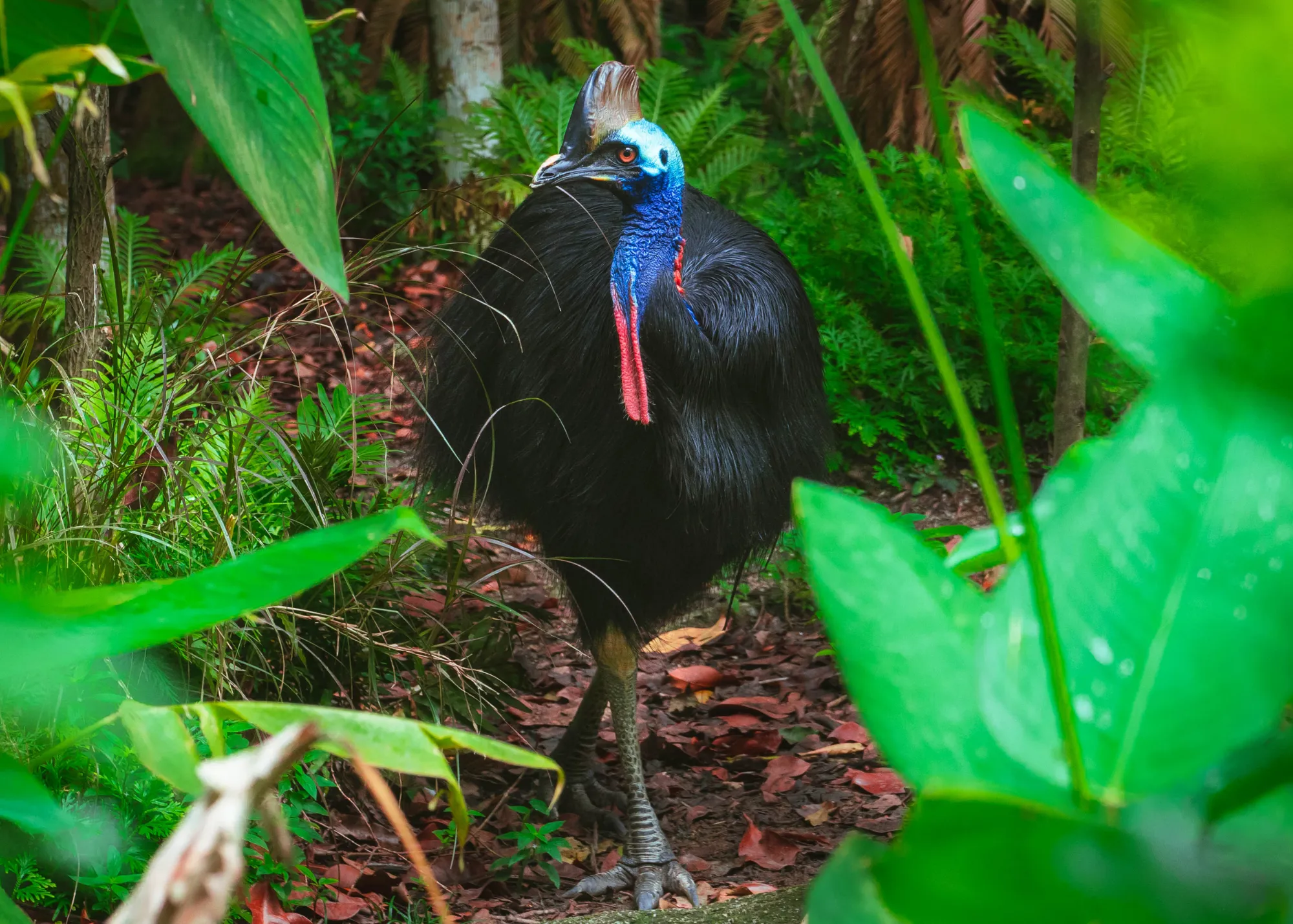 Southern Cassowary At WILD LIFE Sydney Zoo 02