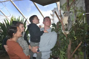 WLS Family Koala Rooftop 2