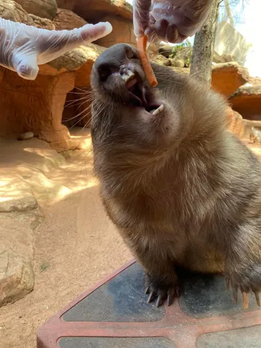 Wombat teeth check 