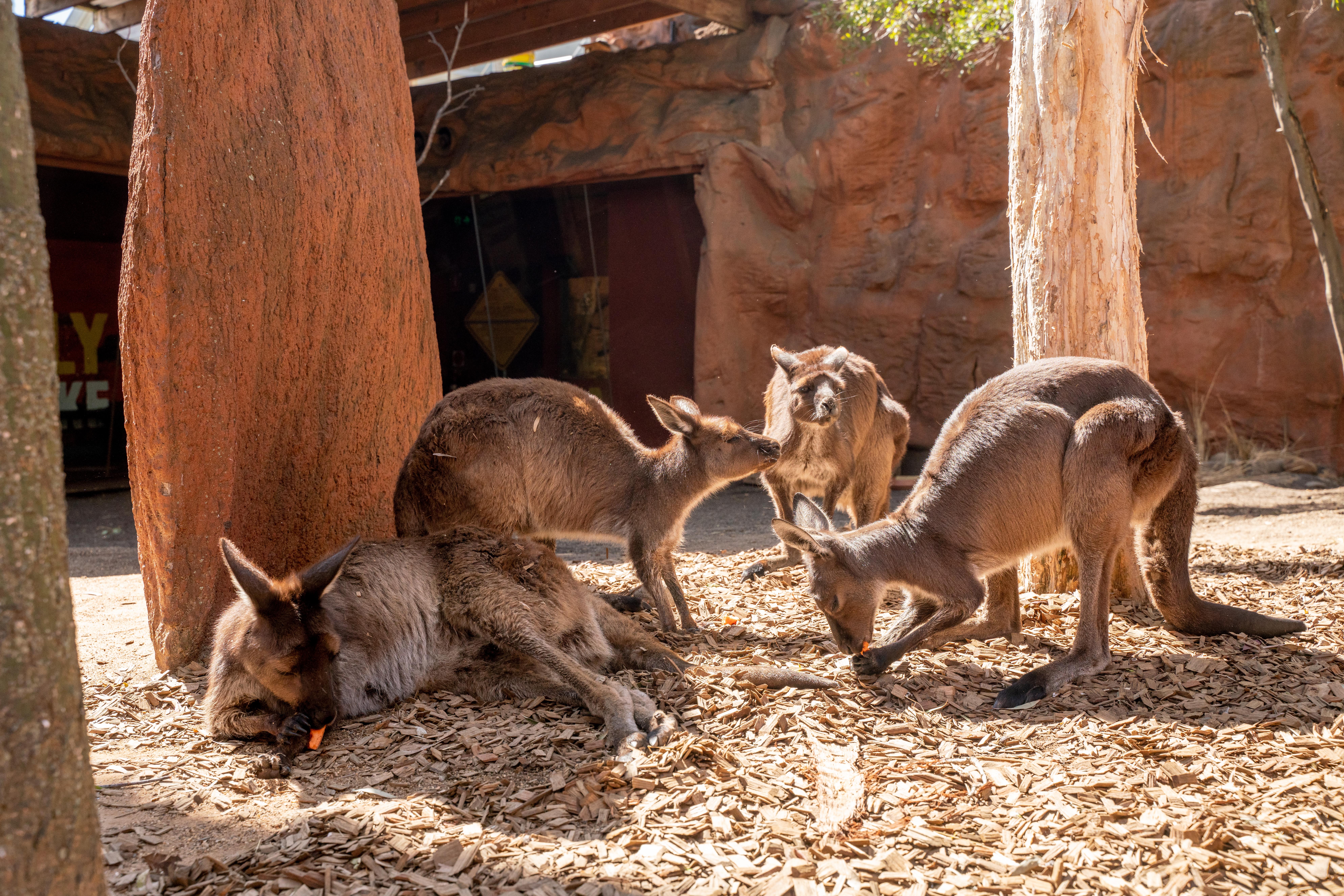 Places to visit in Sydney with Kids - Wildlife Sydney Zoo’
