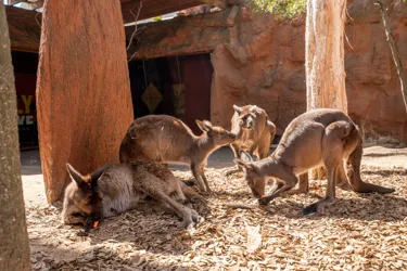 Places to visit in Sydney with Kids - Wildlife Sydney Zoo’