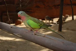 Princess Parrot