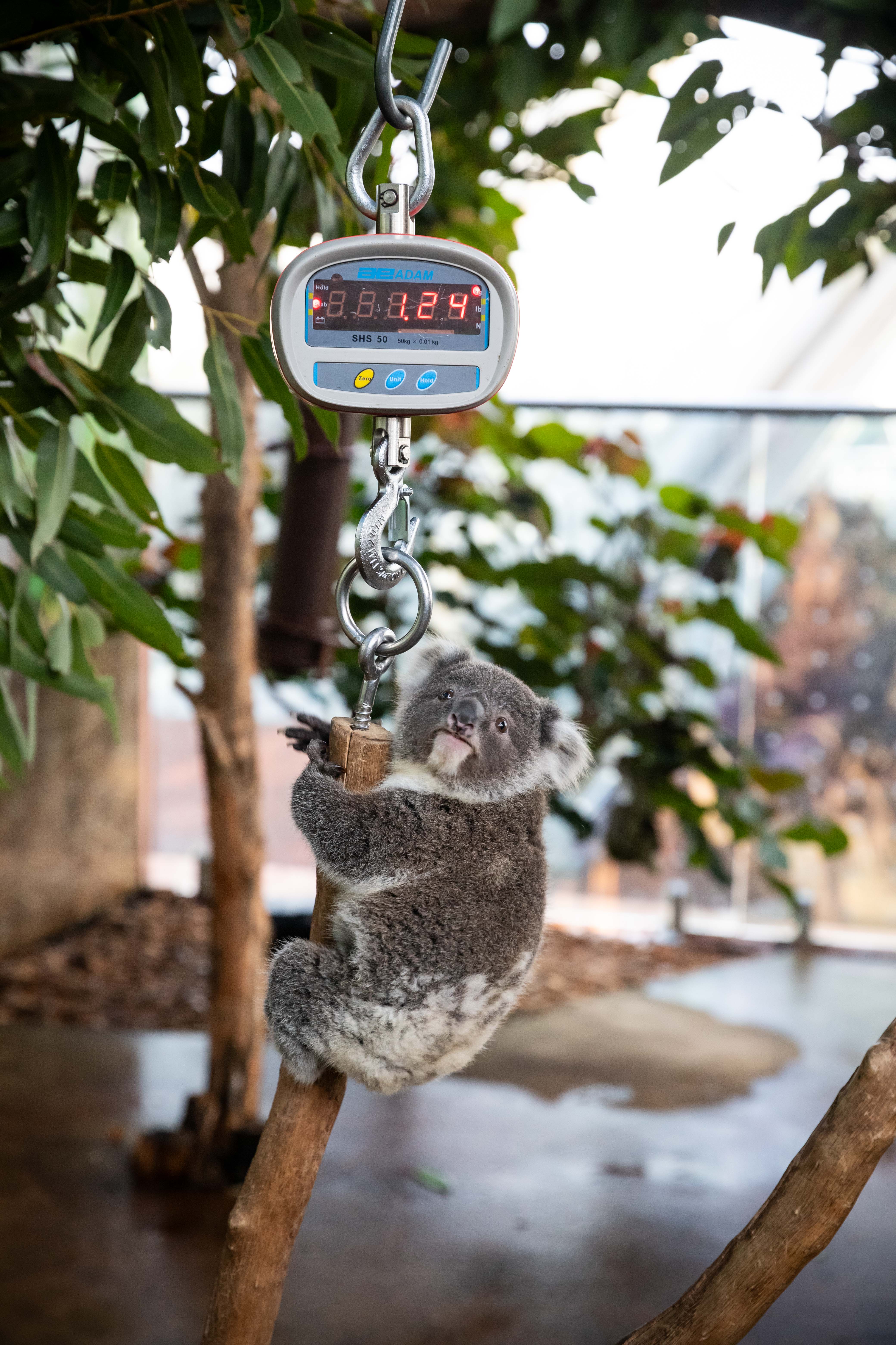 Koala Joey Parker Hits The Scales (2) WILD LIFE Sydney Zoo