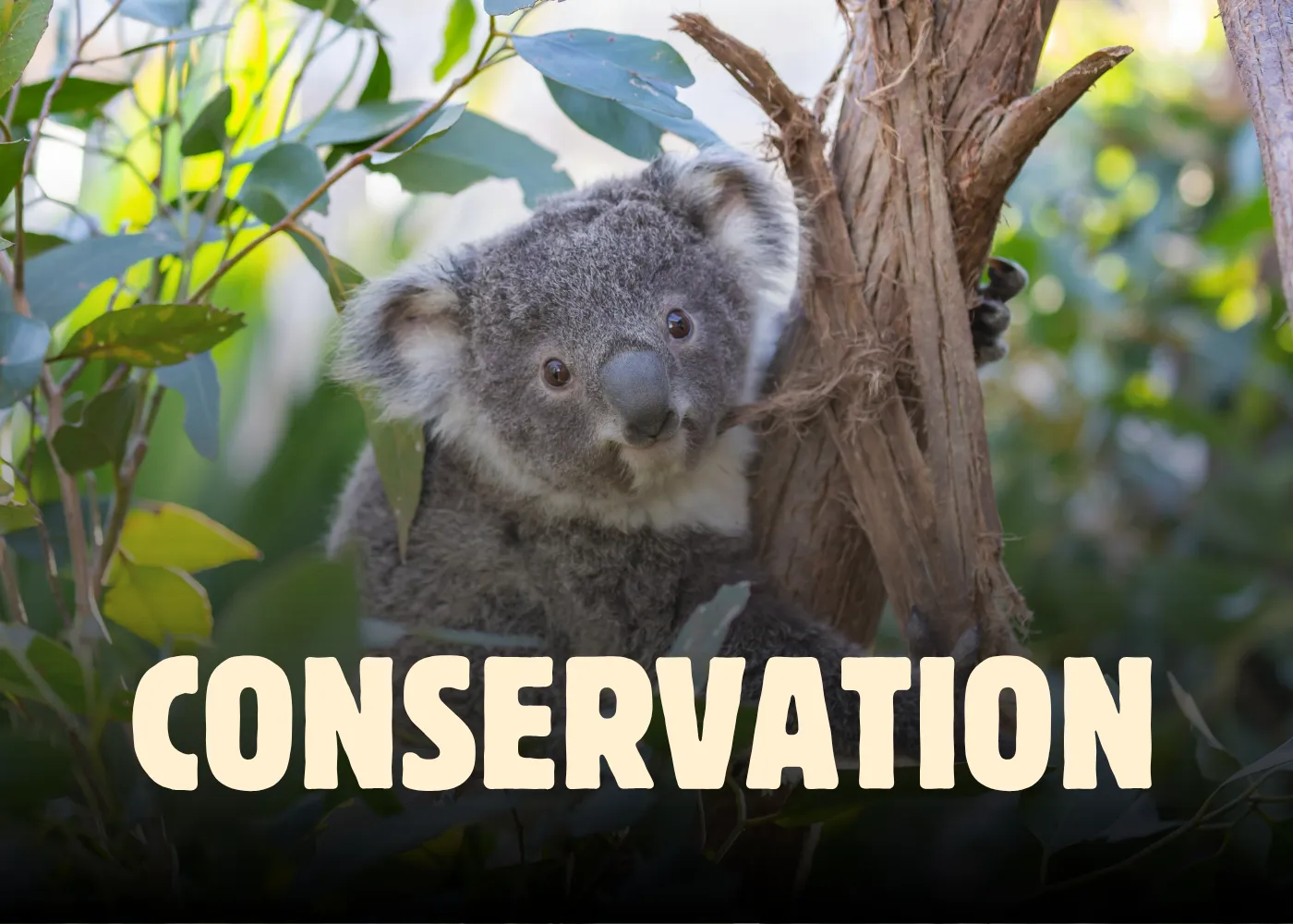 Conservation (1)